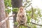 Portrait of family monkey sitting on branch