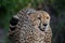 Portrait fantastic cheetah