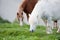 Portrait of farm horse animal in rural farming lan