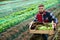 Portrait of farmer with box of vegetables on the background of seedbed