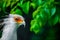 Portrait fascinating Secretary large predatory bird mostly stays on ground. closeup eyelashes