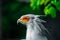 Portrait fascinating Secretary large predatory bird mostly stays on ground. closeup eyelashes