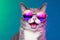 portrait fashion cute colourful animal sunglasses funny pet cat neon. Generative AI.