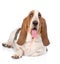 Portrait fat basset hound dog. on white background