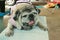 Portrait of a fat dog, cute, old dog, smiling with tongue, funny face, well-behaved dog, sitting on a table.