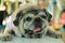 Portrait of a fat dog, cute, old dog, smiling with tongue, funny face, well-behaved dog, sitting on a table.