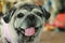 Portrait of a fat dog, cute, old dog, smiling with tongue, funny face, well-behaved dog, sitting on a table.