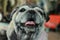 Portrait of a fat dog, cute, old dog, smiling with tongue, funny face, well-behaved dog, sitting on a table.