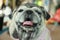 Portrait of a fat dog, cute, old dog, smiling with tongue, funny face, well-behaved dog, sitting on a table.