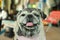 Portrait of a fat dog, cute, old dog, smiling with tongue, funny face, well-behaved dog, sitting on a table.