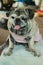 Portrait of a fat dog, cute, old dog, smiling with tongue, funny face, well-behaved dog, sitting on a table.