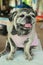 Portrait of a fat dog, cute, old dog, smiling with tongue, funny face, well-behaved dog, sitting on a table.