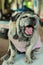 Portrait of a fat dog, cute, old dog, smiling with tongue, funny face, well-behaved dog, sitting on a table.