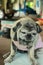 Portrait of a fat dog, cute, old dog, smiling with tongue, funny face, well-behaved dog, sitting on a table.