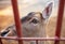 Portrait of a fawn behind the fence