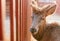 Portrait of a fawn behind the fence