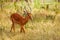 Portrait of fawn impala walking in dry grass