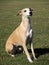 Portrait of fawn whippet