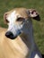 Portrait of fawn whippet head