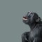 Portrait of fearful, terrified Chimpanzee at smooth uniform back