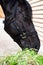 Portrait of feeding  black horse in stable. equestrian nutrient concept