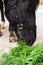 Portrait of feeding  black horse in stable. equestrian nutrient concept. close up