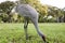 Portrait of feeding sandhill crane