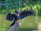 Portrait of a Female Anhinga