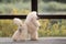 Portrait of a female apricot poodle dog