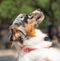 Portrait of a female Australian Shepherd