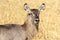 Portrait of a female Bushbuck Tragelaphus scriptus in Tarangire NP