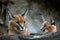 Portrait of a female Caracal and young caracal