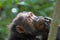 Portrait of female chimpanzee