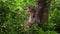 Portrait of Female Chital or Cheetal Axis axis, also known as Spotted Deer or Axis Deer in Forest