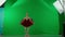 Portrait of female on chroma key green screen background. Full body shot ballerina in red tutu and dark body showing