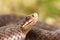 Portrait of female common european viper