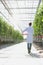 Portrait of female crop scientist carrying tomatoes in crate at greenhouse