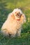 Portrait of a female cute apricot poodle dog in green grass outdoors.