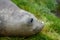 Portrait of a female elephant laying on grass, with big eyes and a snotty nose, Grytviken, Antarctica