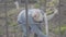 Portrait of female farmer covering tree trunk with whitewash. Focused young Caucasian woman whitening plant. Concept of