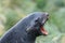 Portrait of female fur seal yawning, against a green background, Jason Harbor, South Georgia