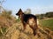 Portrait of female german shepherd standing outside. Aggressive dog, image taken at golden hour.