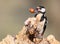 Portrait female great spotted woodpecker with hazelnut in beak in soft sunlight.