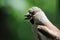 Portrait of female Hawfinch