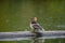 Portrait of female Hooded Merganser