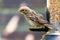 Portrait of female house sparrow, Passer domesticus, eating seed