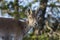 Portrait of female iberian ibex in the bushes