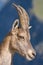 Portrait of a female Ibex