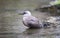 Portrait of a female inca tern on a rock, coastal bird from America