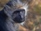 Portrait of a female King Colobus, Colobus polykomos, watching the photographer